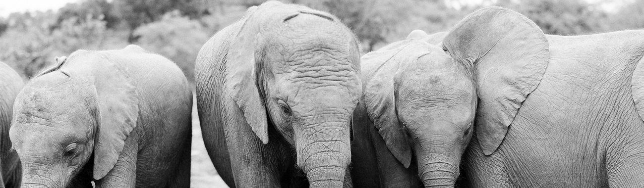The most successful orphaned elephant rescue and rehabilitation program in the world.